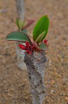 Euphorbia aff neohumbertii Mt des Francais Razafindratsira nursery Mad 2015_0214.jpg